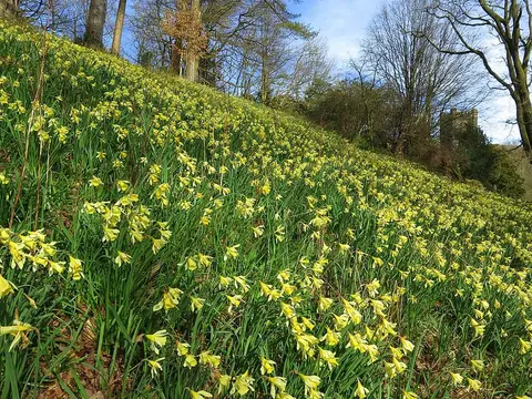 Photo of Dora's Field, a landmark near Rydal in the Lake District, Cumbria, north west England.