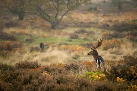 Photo of Cannock Chase, a National Landscape in Staffordshire, central England.