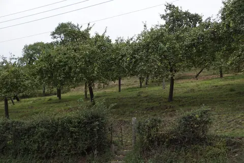 Photo of Wilkins Cider, a farm & farm shop near Wedmore, Somerset, south west England.