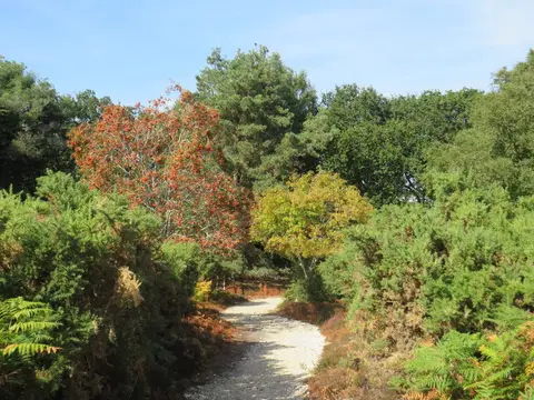 Photo of Purbeck Heaths, a National Nature Reserve near Corfe Castle, Dorset, south west England.