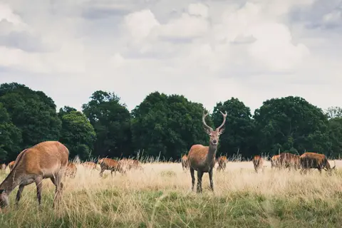 Photo of Richmond Park, a Grade I registered house & garden near North Sheen, London, England.