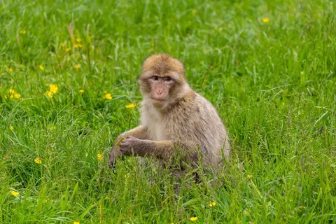 Photo of Trentham Monkey Forest, a visitor attraction near Barlaston, Staffordshire, central England.
