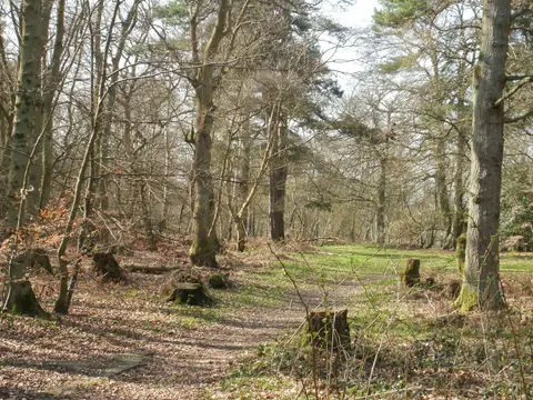 Photo of Hodgemoor Wood, a Site of Special Scientific Interest near Chalfont St Giles in the Chilterns, Buckinghamshire, south east England.