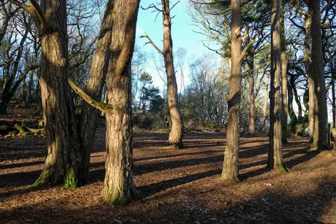 Photo of Bulkeley Hill Woods, a nature reserve near Peckforton, Cheshire, north west England.