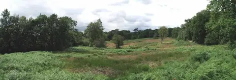 Photo of Blake's Wood & Lingwood Common, a Site of Special Scientific Interest near Chelmsford, Essex, eastern England.