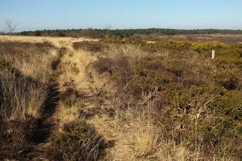 Photo of Little Haldon Heaths, a Site of Special Scientific Interest near Shaldon, Devon, south west England.