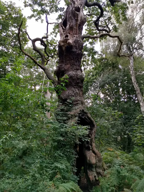 Photo of Sherwood Forest Country Park, a country park near Edwinstowe, Nottinghamshire, central England.