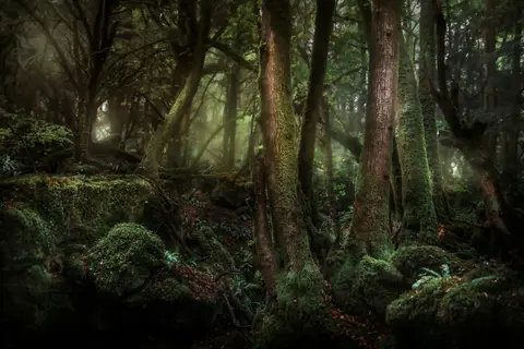 Photo of Puzzlewood, a visitor attraction near Newland, Gloucestershire, south west England.