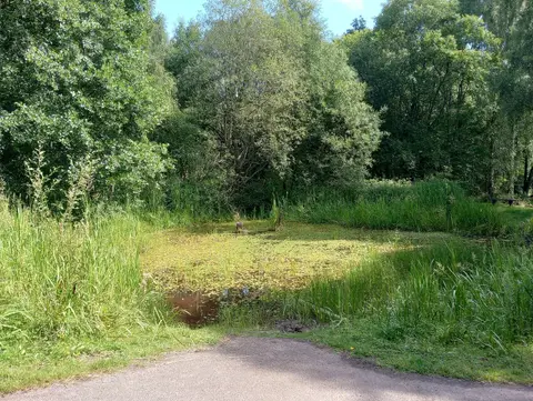 Photo of Plean Country Park, a country park near Airth, Stirling, central Scotland.