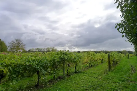 Photo of Dedham Vale Vineyard, a vineyard in Essex, eastern England.