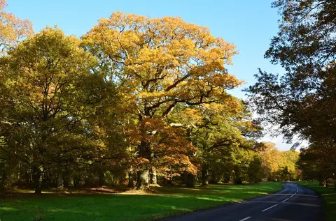 Photo of Bucklebury, a country estate near Pangbourne in the North Wessex Downs, Berkshire, south east England.