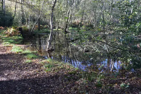 Photo of Danbury Common, a Site of Special Scientific Interest near Chelmsford, Essex, eastern England.