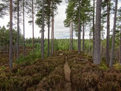 Photo: Anagach Woods, a viewpoint near Grantown-on-Spey in the Cairngorms, Highland, the Scottish Highlands and Islands.