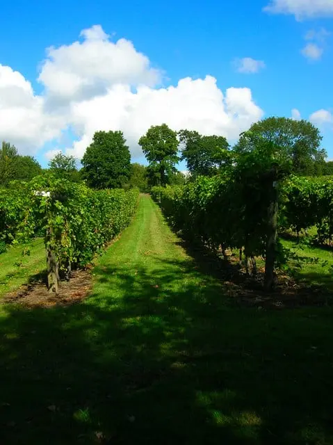 Photo of Nutbourne Vineyard, a vineyard in West Sussex, south east England.