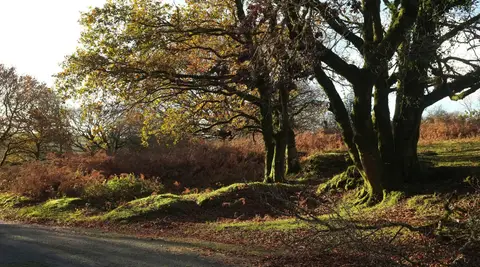 Photo of Holne Woodlands, a Site of Special Scientific Interest near Buckland-in-the-Moor in Dartmoor, Devon, south west England.