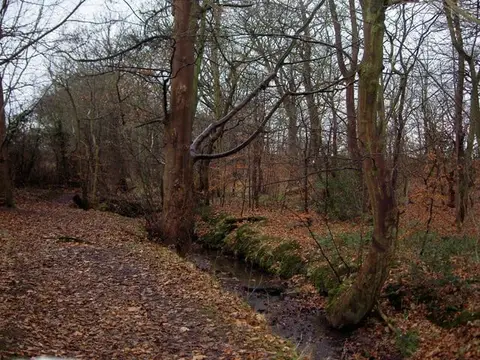 Photo of Harrock Wood, a nature reserve near Thurstaston, Merseyside, north west England.