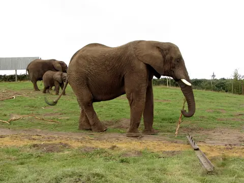 Photo of West Midlands Safari Park, a visitor attraction near Bewdley, Worcestershire, central England.