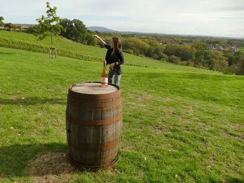 Photo of Hencote Vineyard, a vineyard near Shrewsbury, Shropshire, central England.