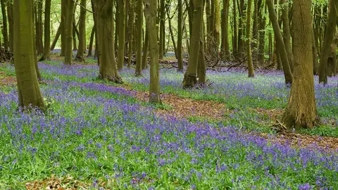 Photo of Ashridge Estate, a country estate near Aldbury in the Chilterns, Buckinghamshire, south east England.