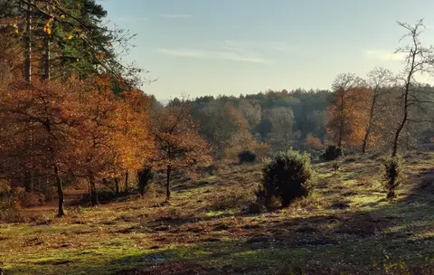 Photo of Kinver Edge, a Site of Special Scientific Interest in Staffordshire, central England.