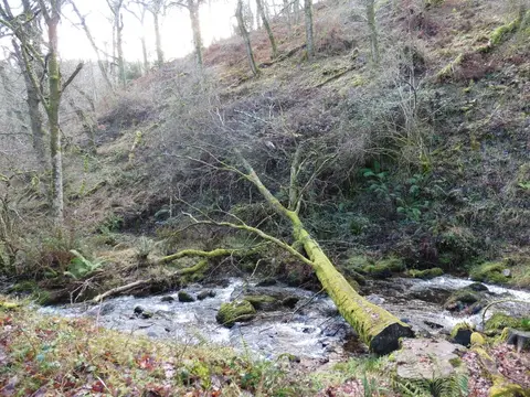 Photo of Horner Wood, a landmark near Porlock in Exmoor, Somerset, south west England.