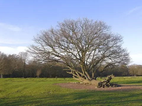 Photo of East Sheen Common, a country estate in London, England.