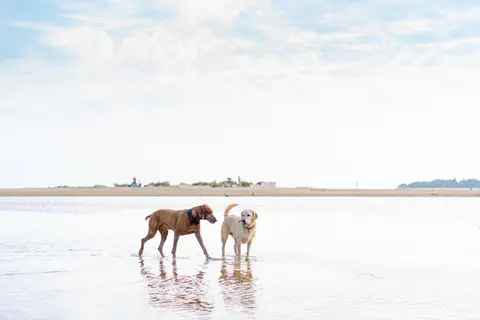 Photo of Holkham, a National Nature Reserve near Wells-next-the-Sea, Norfolk, eastern England.