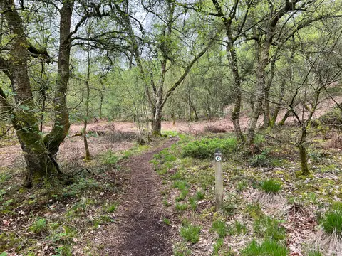 Photo of Hawksmoor, a nature reserve near Oakamoor, Staffordshire, central England.