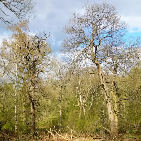 Photo of Northaw Great Wood Country Park, a country park in Hertfordshire, eastern England.