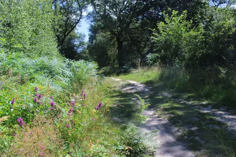 Photo of Pamber Forest and Silchester Common, a Site of Special Scientific Interest near Kingsclere, Hampshire, south east England.